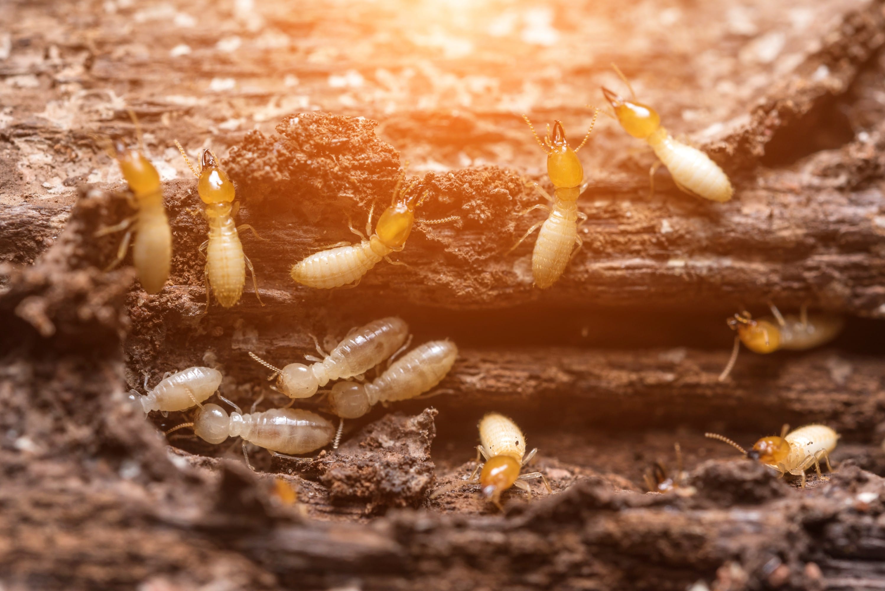 Termites on Wood