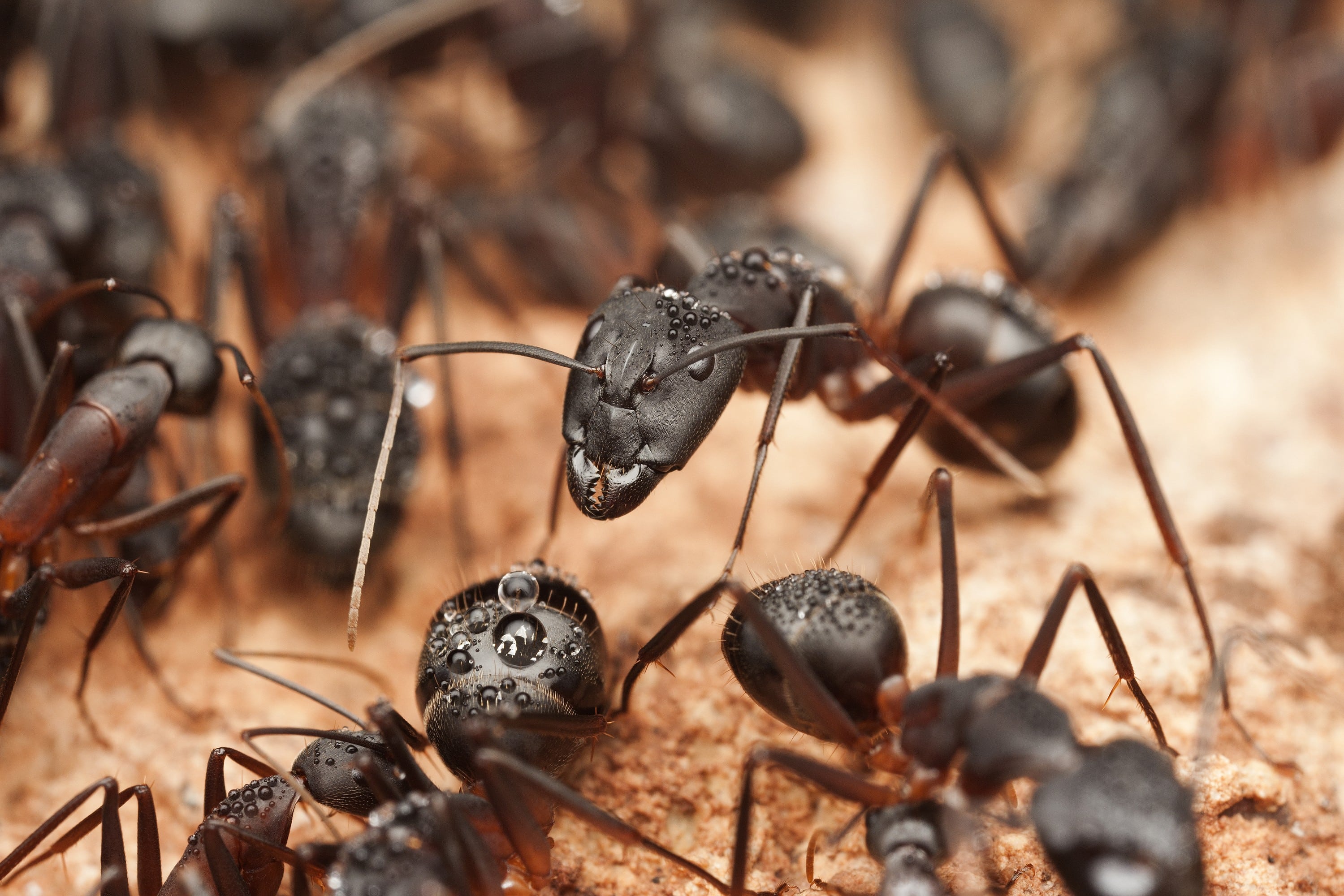 Big Ants